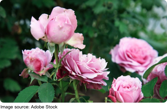 Pembe Gül Büyüsü