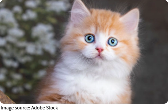 Gato salva dona do diabetes