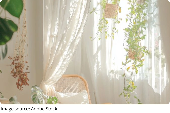 Indoor Vines That Wow