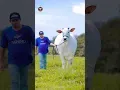 world's most expensive cow