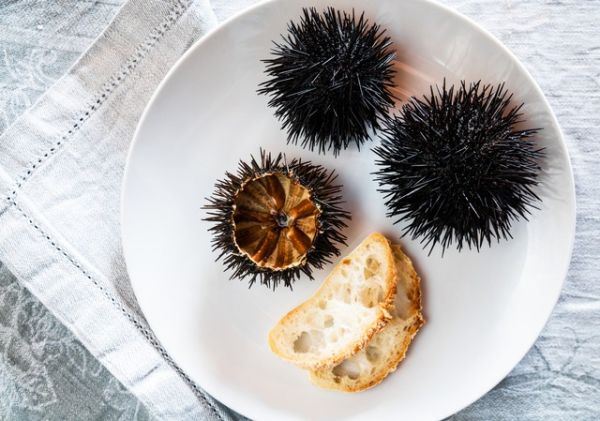 Ilustrasi Bulu Babi Foto: Shutterstock/Luliia Karnaushenko