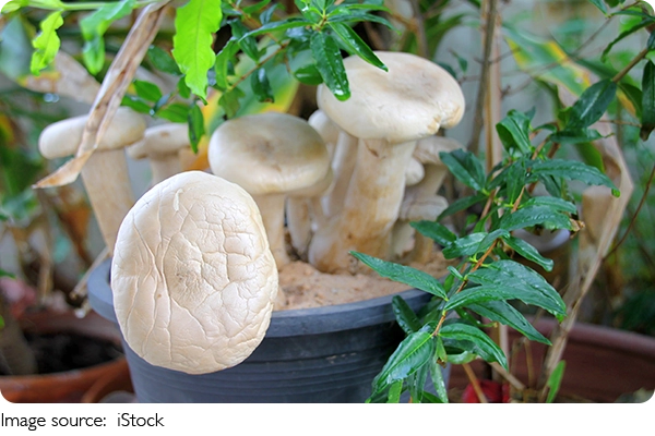 Vegetais que viram carne