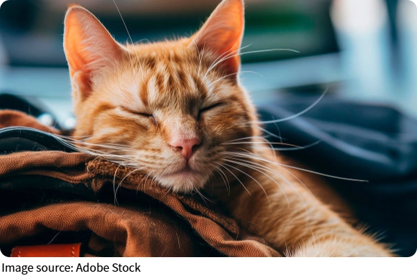 Manfaat Kucing di Rumah