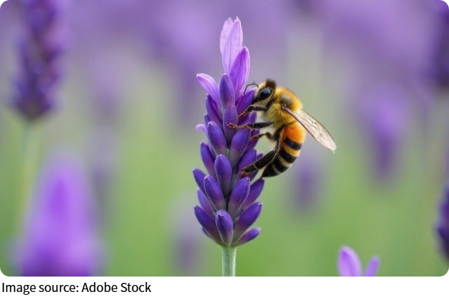 Comunicarea insectelor