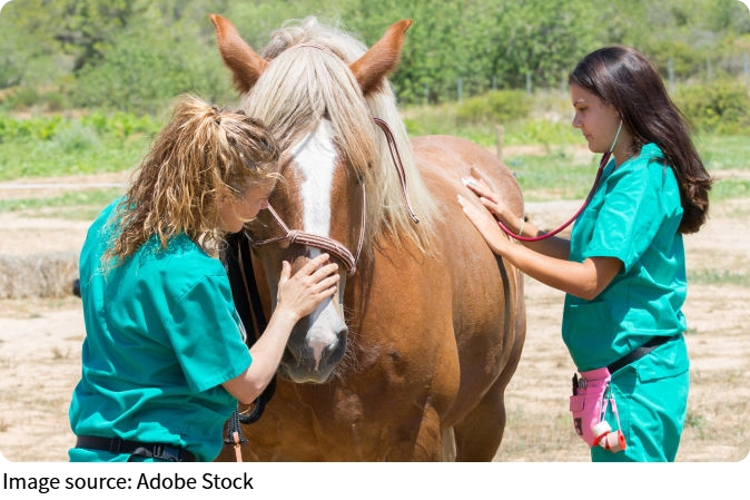 Animais, nossos aliados