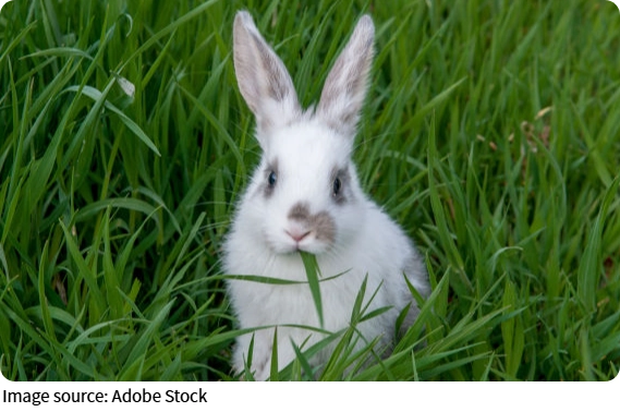 Animais, nossos aliados