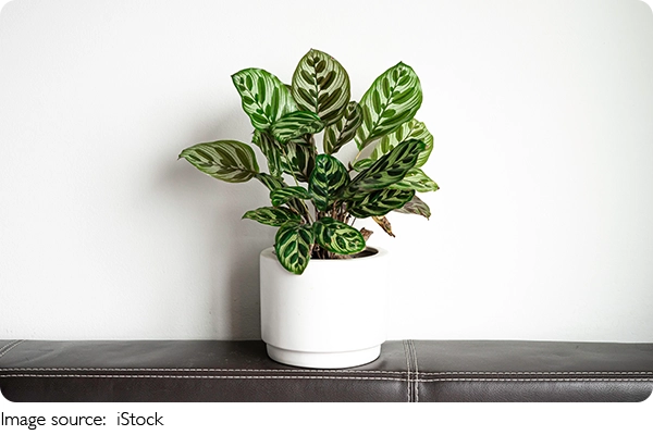 Calathea orbifolia perfeita