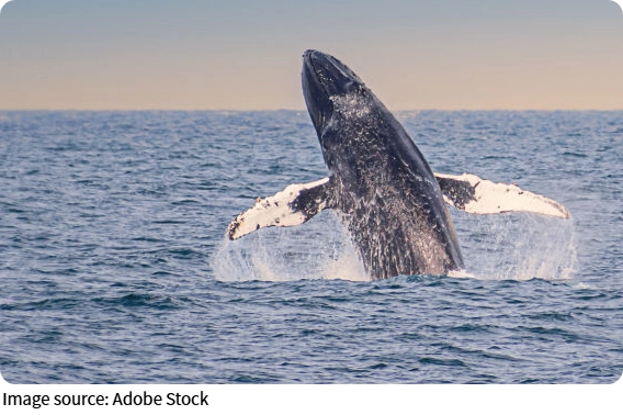 Whale Ocean Leap