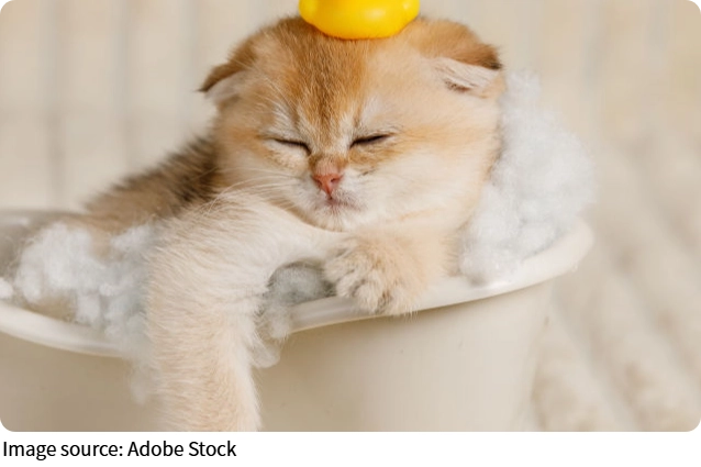 Cat Beds: Cozy Comfort Guide