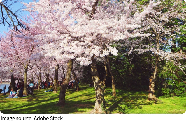 Blossom Field Dreams