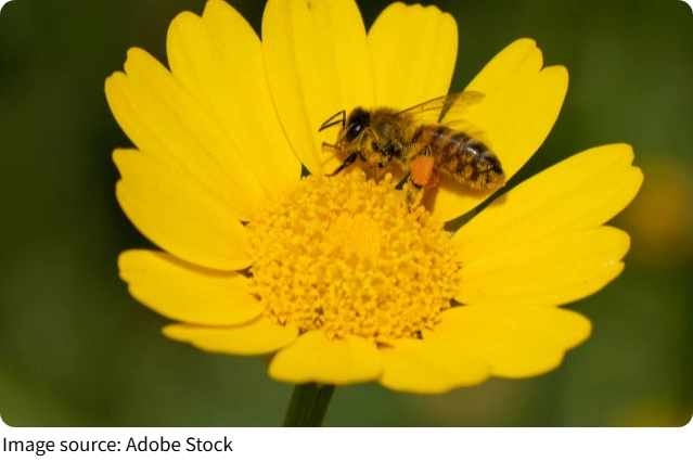 Segredos das abelhas