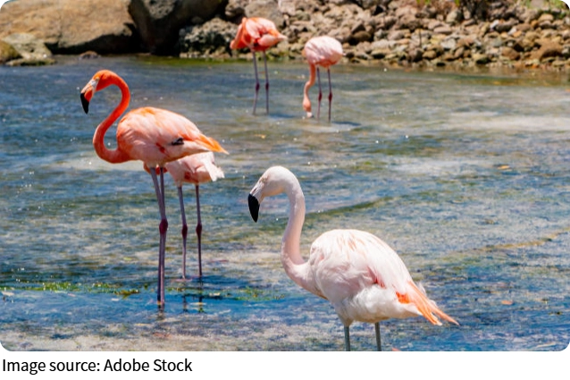 Flamingo Fun