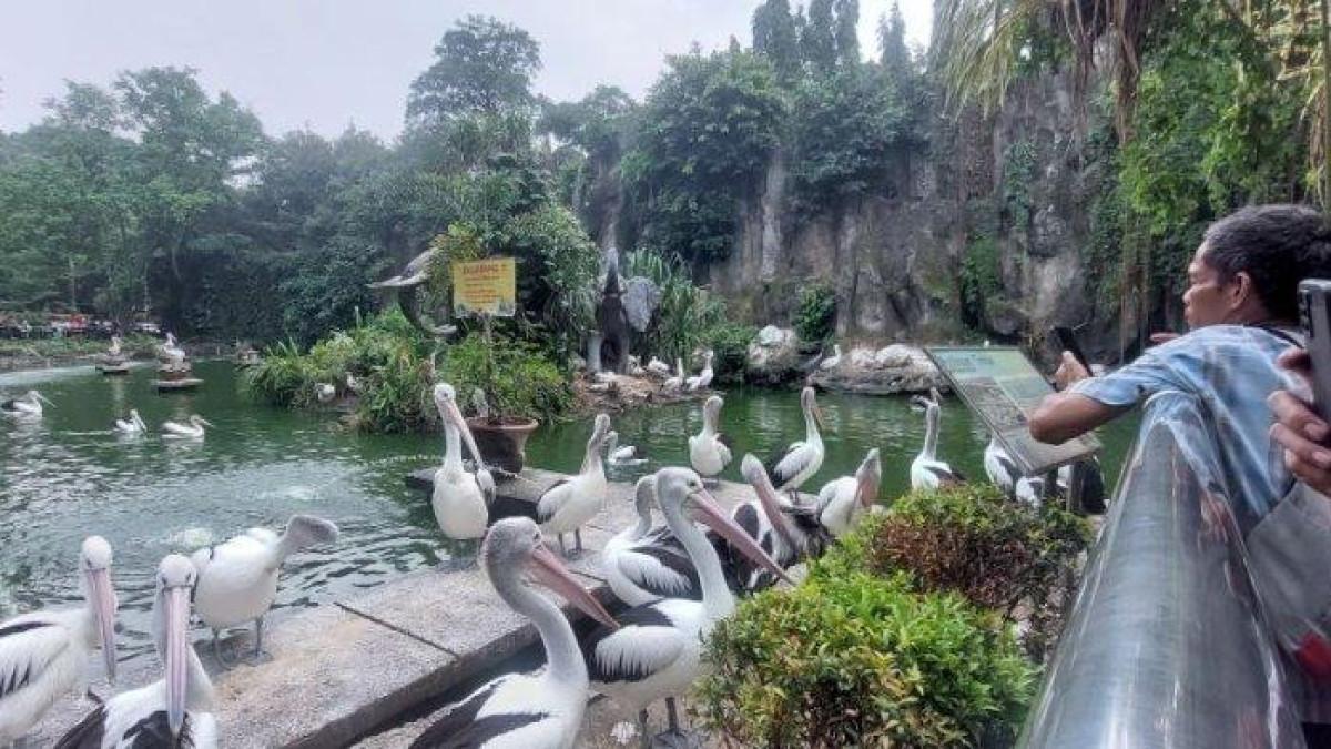 Seorang pengunjung melihat burung Pelikan salah satu koleksi di Taman Margasatwa Ragunan, Jakarta Selatan.