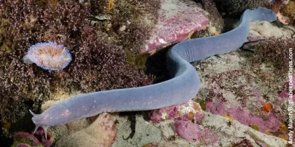 Ikan Hagfish Jadi Seafood Eksotik di Korsel Ikan Hagfish Jadi Seafood Eksotik di Korsel