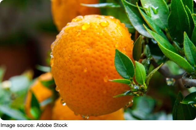 Cách chọn cam ngon mỗi ngày