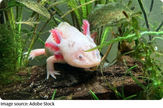 Регенерация у эивотных