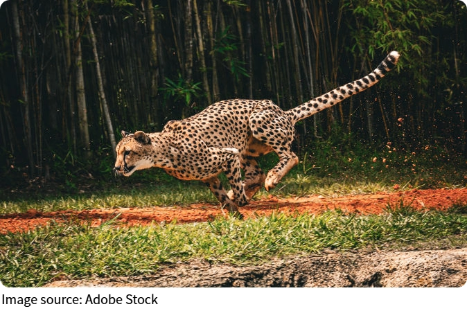 Память животных