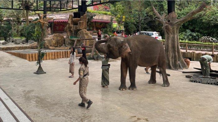 Elephant Edutainment di Taman Safari Bogor: Serunya Belajar & Kenal Dekat dengan Gajah