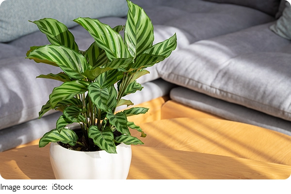 Calathea orbifolia perfeita