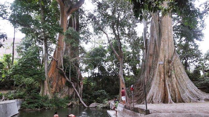 WISATA PEMANDIAN DI BOYOLALI - Umbul Leses yang berlokasi di Dusun Soka, Desa Jenengan, Kecamatan Sawit, dan hanya berjarak sekitar 1,7 kilometer dari Umbul Pengging. Akses menuju Umbul Leses cukup mudah, karena lokasinya berada di samping jalan utama Pengging-Banyudono, sehingga pengunjung dapat dengan cepat menjangkau tempat ini.
