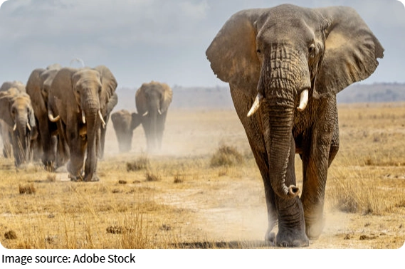 Der magische Elefantenrüssel