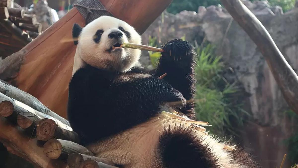 Taman Safari Bogor tetap jadi favorit libur akhir tahun. Mulai Safari Siang, Safari Malam, hingga Istana Panda, berikut daftar harga tiket Tahun Baru 2026.