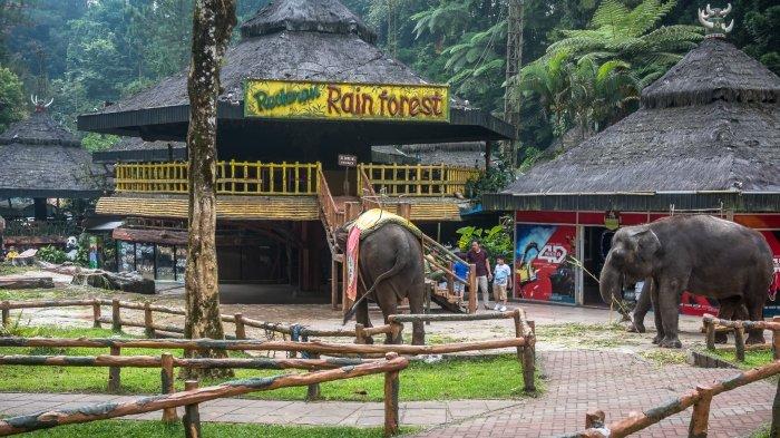 Satwa gajah di Taman Safari Bogor, Jawa Barat.