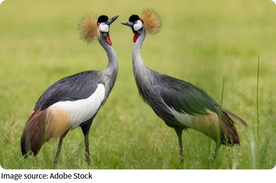 Fakta Burung Mahkota Emas