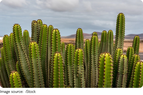 Suculentas e cactos: guia