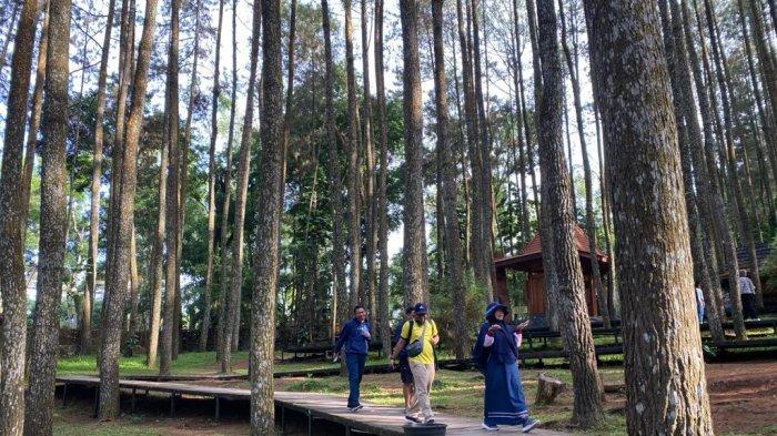 Sejumlah wisatawan sedang menikmati suasana di Hutan Pinus Mangunan, Sabtu (13/1/2024).