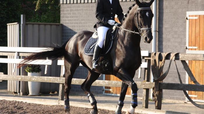 dressage berkuda