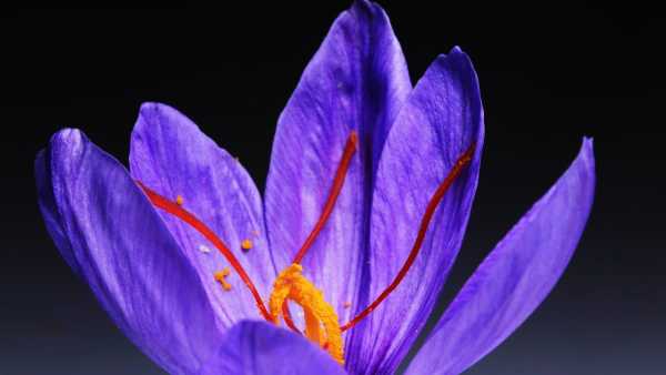 Saffron Production In Iran