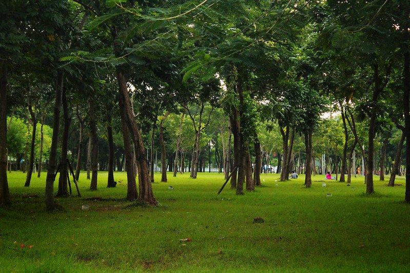 Ilustrasi hutan kota