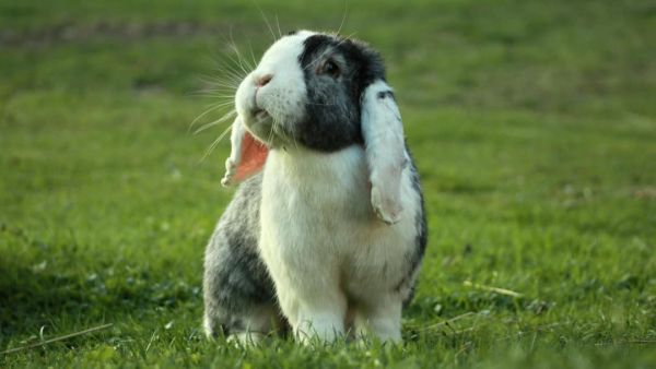 (Image Source: Canva)