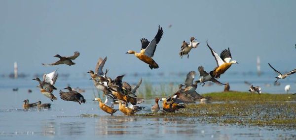 This may contain: a flock of birds flying over a body of water