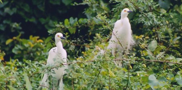 This may contain: two white birds perched on top of trees