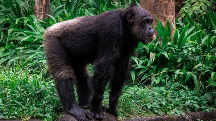 Satwa primata di Kebun Binatang Gembira Loka Kecamatan Kotagede, Jogja, Jogja.