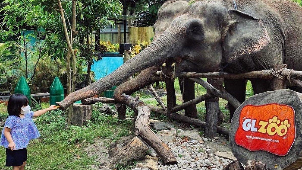Pengunjung tengah memberi makan gajah di Gembira Loka Zoo, Jogja.