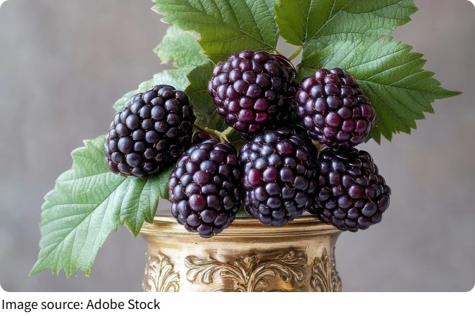 Mousse mâm xôi đen