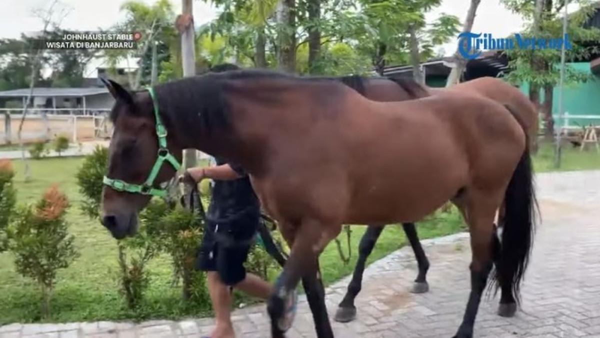 Kawanan kuda di Johnhaus Stable, wisata berkuda populer di Banjar Baru, Kalimantan Selatan.