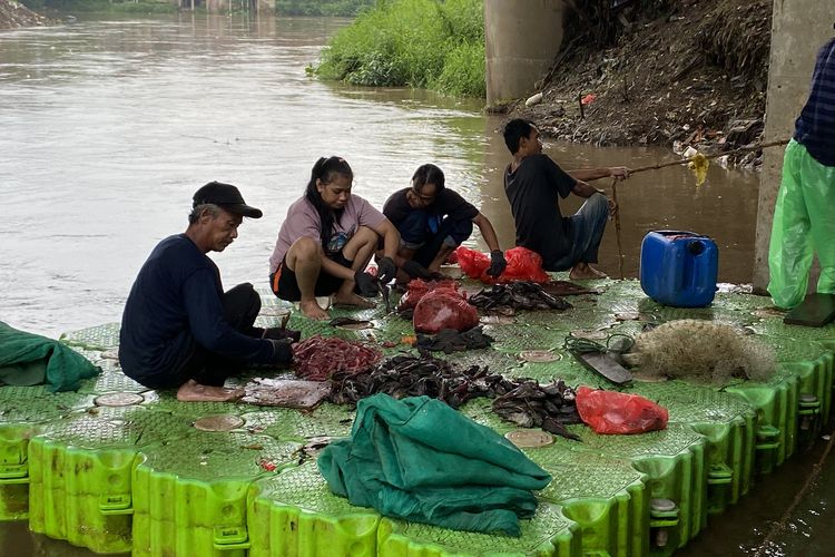 Sejumlah warga mengumpulkan dan menumpuk daging ikan sapu-sapu yang telah dipisahkan dari kulitnya di atas rakit plastik di aliran Sungai Ciliwung, kawasan Kalibata, Jakarta Selatan, Kamis (22/1/2026).