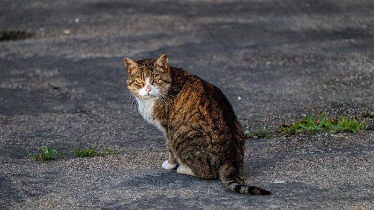 TINGKAH LAKU KUCING - Foto ilustrasi kucing yang diambil dari Pexels pada 26 Maret 2025.