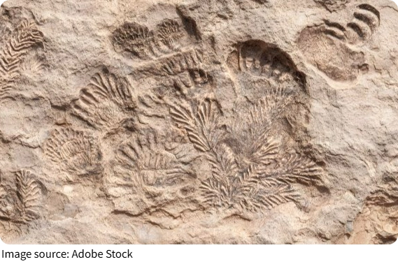 Fossils That Whisper