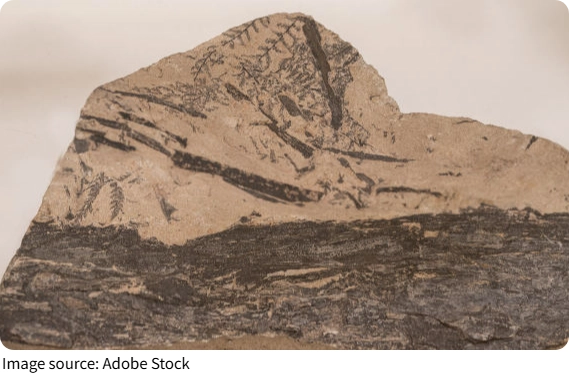 Fossils That Whisper