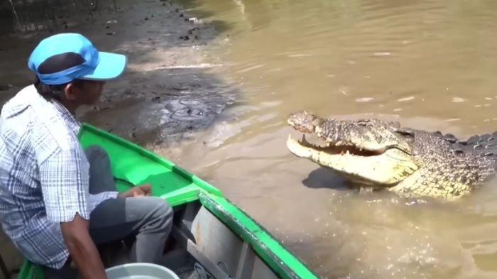 Pak Ambo memberi makan Buaya Riska di Sungai Guntung Bontang saat Riska belum dievakuasi. Kini semua tinggal kenangan.