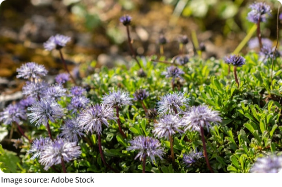 Глобулярия ползучая