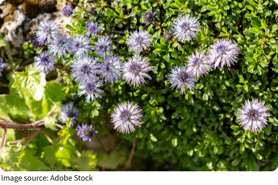 Глобулярия ползучая