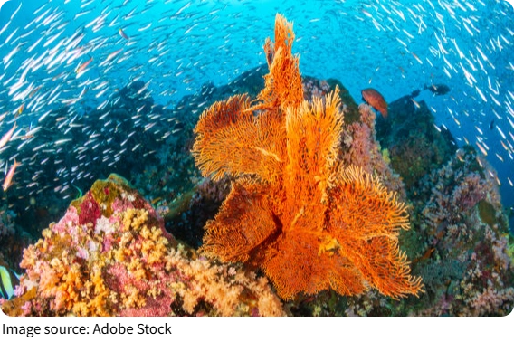 Mergulhos que impressionam