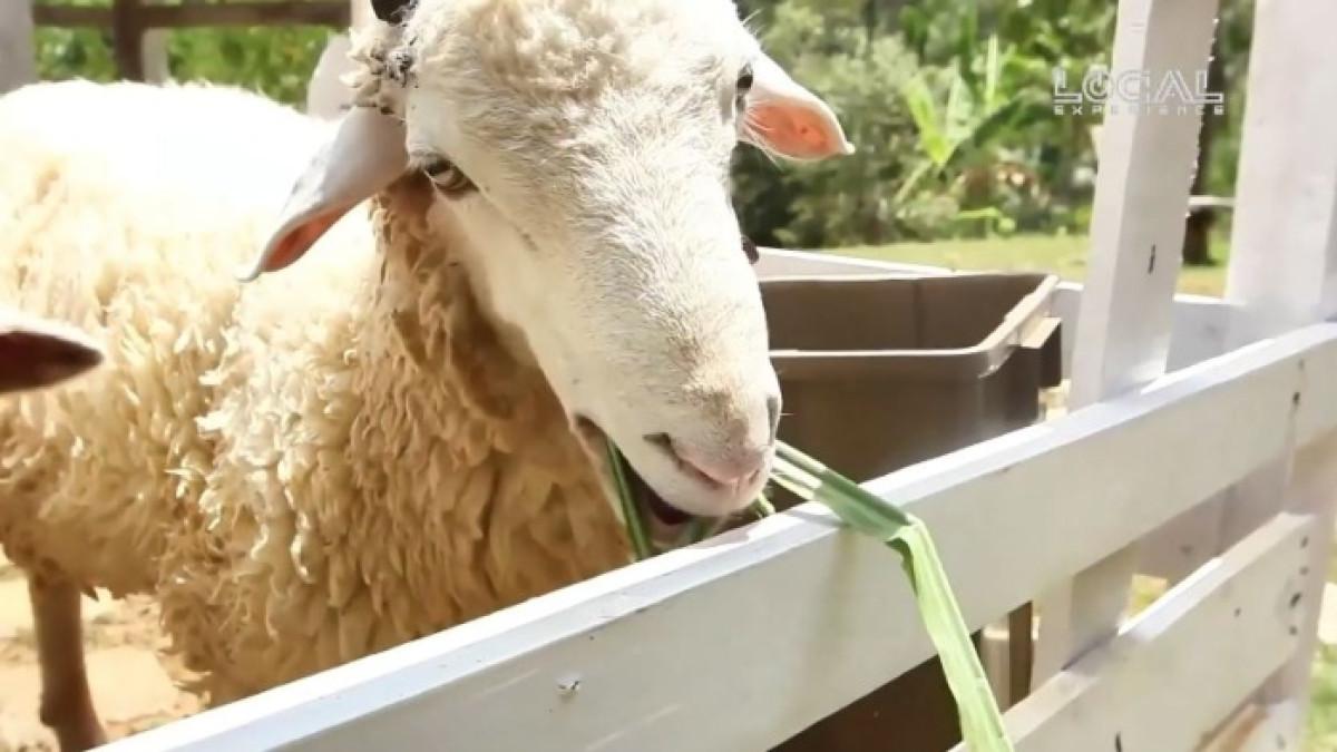 Satwa yang ada di Farmora, tempat wisata ramah anak di Bandar Lampung.