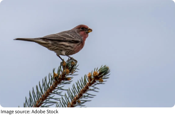 Male Tree Finches